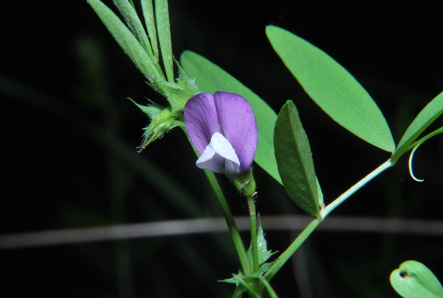 Vicia bithynica / Veccia dentellata